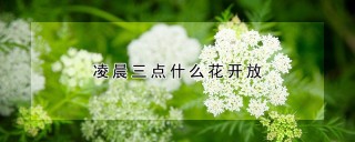 凌晨三点什么花开放,第1图