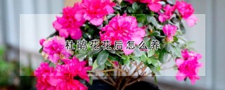 杜鹃花花后怎么养,第1图