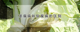 茎腐病和软腐病的区别,第1图