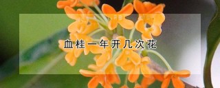 血桂一年开几次花,第1图