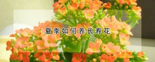 夏季如何养长寿花,第1图