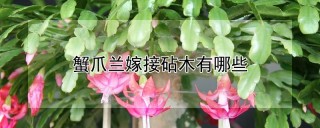 蟹爪兰嫁接砧木有哪些,第1图