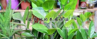 摇钱树的养殖方法,第1图