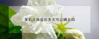 茉莉花换盆后多久可以晒太阳,第1图