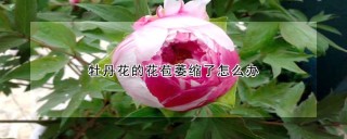 牡丹花的花苞萎缩了怎么办,第1图