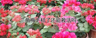 三角梅干枯了还能救活吗,第1图