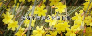 迎春小苗怎么快速长粗,第1图