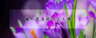 藏红花喜欢什么土壤,第1图