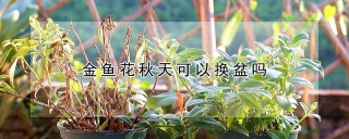 金鱼花秋天可以换盆吗,第1图