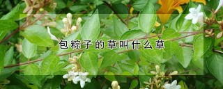 包粽子的草叫什么草,第1图