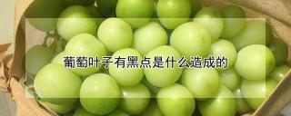 葡萄叶子有黑点是什么造成的,第1图