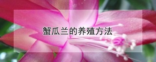 蟹瓜兰的养殖方法,第1图