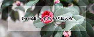 茶花掉叶子花苞干枯怎么办,第1图