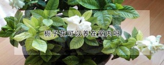 栀子花可以养在室内吗,第1图