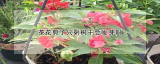 茶花剪了只剩树干会发芽吗,第1图