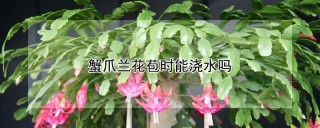 蟹爪兰花苞时能浇水吗,第1图