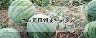 西瓜定植到成熟要多久,第1图