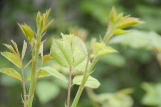 刺苔是什么植物,第3图