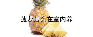 菠萝怎么在室内养,第1图