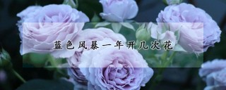 蓝色风暴一年开几次花,第1图