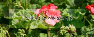 天竺葵为什么不能在室内养,第1图