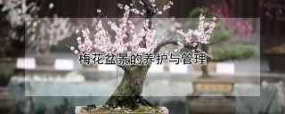 梅花盆景的养护与管理,第1图