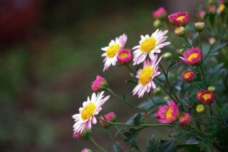 菊花如何防病虫害，加强通风夏季喷洒药物,第2图