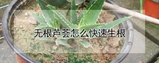 无根芦荟怎么快速生根,第1图