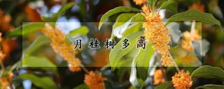 月桂树多高,第1图