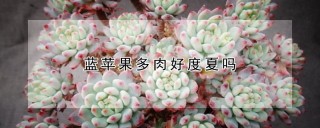 蓝苹果多肉好度夏吗,第1图