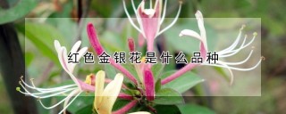 红色金银花是什么品种,第1图