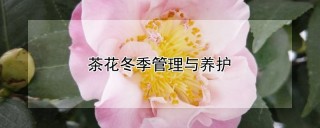 茶花冬季管理与养护,第1图