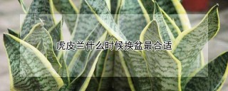 虎皮兰什么时候换盆最合适,第1图