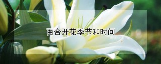 百合开花季节和时间,第1图