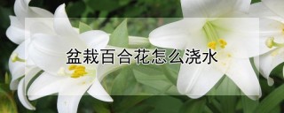 盆栽百合花怎么浇水,第1图