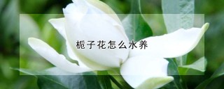 栀子花怎么水养,第1图