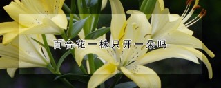 百合花一株只开一朵吗,第1图