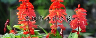 重阳节开什么花,第1图