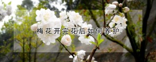 梅花开完花后如何养护,第1图