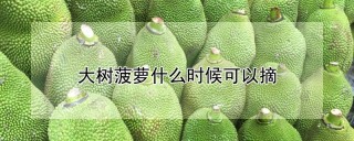 大树菠萝什么时候可以摘,第1图