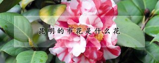 昆明的市花是什么花,第1图