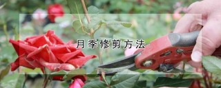 月季修剪方法,第1图