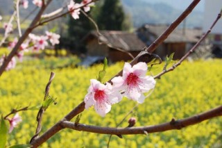 桃花夏季如何修剪，对桃花进行摘心以及疏枝处理,第5图