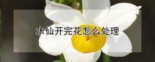 水仙开完花怎么处理,第1图