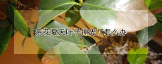 茶花夏天叶子掉光了怎么办,第1图