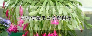 如何使蟹爪兰长得粗壮,第1图