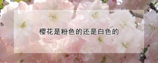 樱花是粉色的还是白色的,第1图