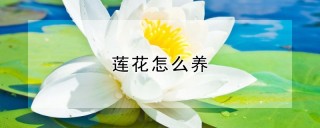 莲花怎么养,第1图