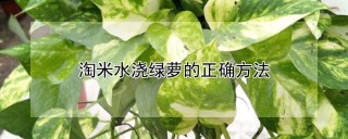 淘米水浇绿萝的正确方法,第1图