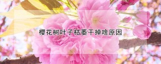 樱花树叶子枯萎干掉啥原因,第1图